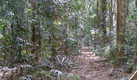 Big Scrub Loop Walking Track - Accommodation Directory 0