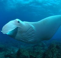 Manta Bommie Dive Site - Accommodation Directory
