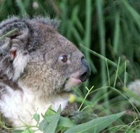 Koala Hospital - Accommodation Directory