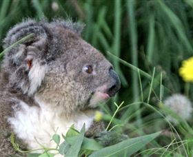 Koala Hospital - Accommodation Directory 0