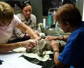 Koala Hospital - Accommodation Directory 2