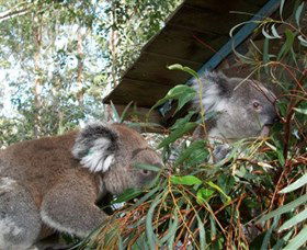 Koala Hospital - Accommodation Directory 7