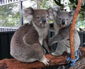 Koala Hospital - Accommodation Directory 5