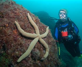 Cook Island Dive Site - Accommodation Directory 0