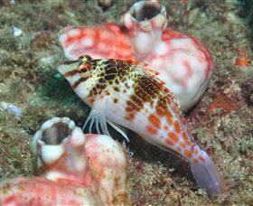 Cook Island Dive Site - Accommodation Directory 3