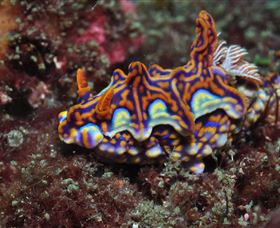 Cook Island Dive Site - Accommodation Directory 1