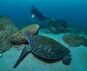Cook Island Dive Site - Accommodation Directory 2