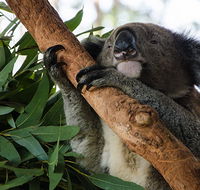 Macquarie Nature Reserve - Accommodation Directory