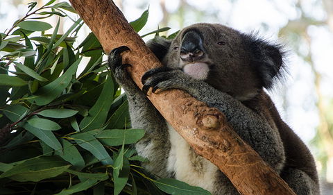 Macquarie Nature Reserve - Accommodation Directory 0