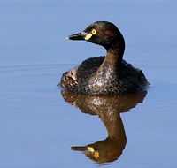 Panboola Wetlands - Accommodation Directory