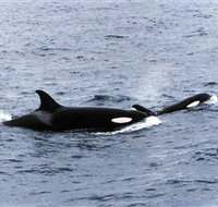 Killer Whale Trail - Accommodation Directory