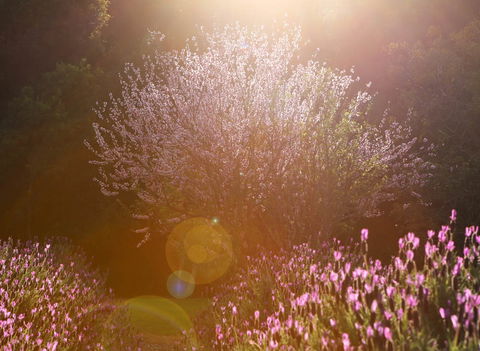 Jasmin Organics Skincare Farm And Factory - Accommodation Directory 1