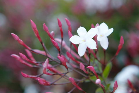 Jasmin Organics Skincare Farm And Factory - Accommodation Directory 3