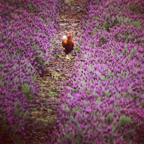 Jasmin Organics Skincare Farm And Factory - Accommodation Directory 10