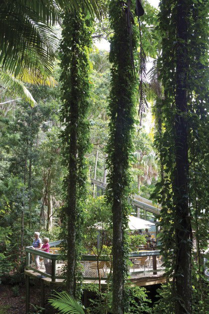 Sea Acres Rainforest Centre - Accommodation Directory 1