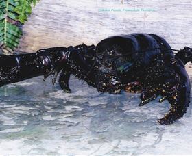 Lobster Ponds - Accommodation Directory 2