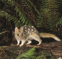 Tarkine Forest Reserve - Accommodation Directory