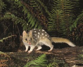 Tarkine Forest Reserve - Accommodation Directory 0