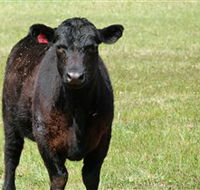 Denham Farm Beef and Lamb - Accommodation Directory