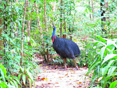Daintree Safaris - Accommodation Directory 0