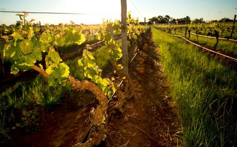 Kaesler Old Vine Vineyard Tour - Accommodation Directory 0