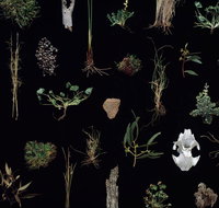 Weswal Gallery - Accommodation Directory