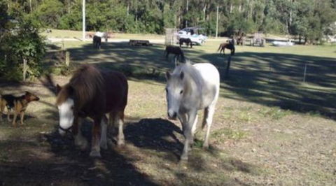 AAA Horse Riding & More - Accommodation Directory 2