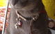 Pets And Saddles - thumb 0