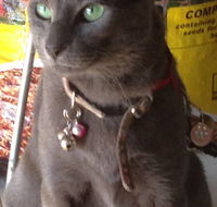 Pets and Saddles - Accommodation Directory
