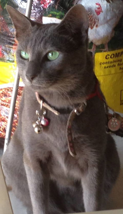 Pets And Saddles - Accommodation Directory 0