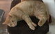 Pets And Saddles - thumb 1