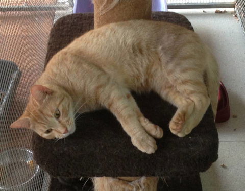 Pets And Saddles - Accommodation Directory 1
