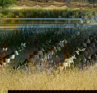 Canberra - The National Capital  Full Day Private Tour  Departs from Sydney - Accommodation Directory