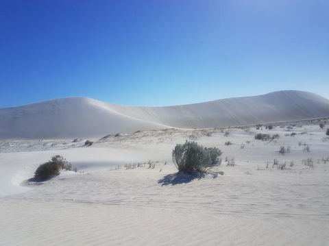Pinnacles Desert, Koalas And Sandboarding 4WD Day Tour From Perth - Accommodation Directory 2