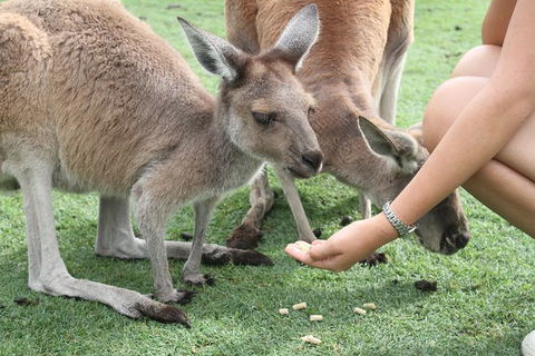 Pinnacles Desert, Koalas And Sandboarding 4WD Day Tour From Perth - Accommodation Directory 32