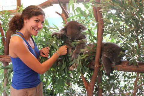 Pinnacles Desert, Koalas And Sandboarding 4WD Day Tour From Perth - Accommodation Directory 29