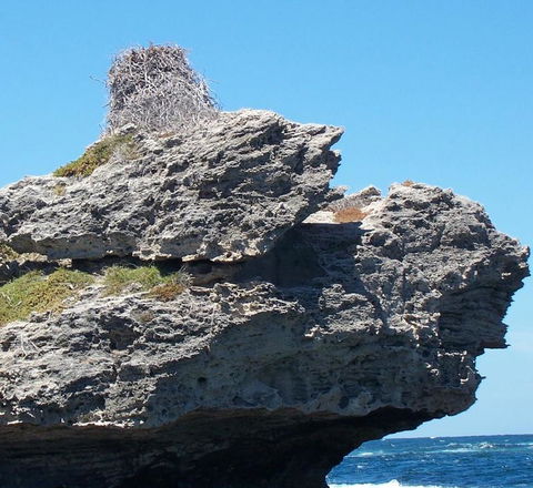Rottnest Island Tour From Perth Or Fremantle Including Adventure Speed Boat Ride - Accommodation Directory 7