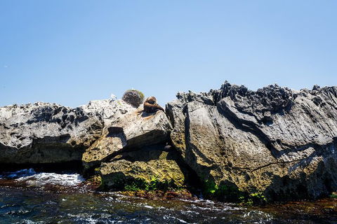 Rottnest Island Tour From Perth Or Fremantle Including Adventure Speed Boat Ride - Accommodation Directory 9