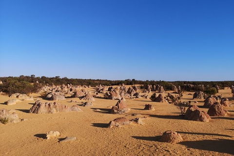 Pinnacles Day Trip From Perth Including Yanchep National Park - Accommodation Directory 6