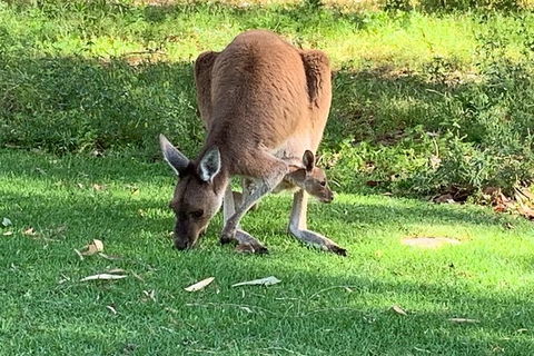 Pinnacles Day Trip From Perth Including Yanchep National Park - Accommodation Directory 5