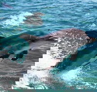 Half-Day Mandurah Canals  Dolphin Watch Tour - Accommodation Directory