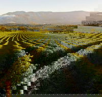 Half-Day Swan Valley Walk  Fruit Orchard - Accommodation Directory