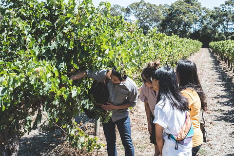 Voyager Estate: Private Winery Tasting Tour In Margaret River With Lunch - Accommodation Directory 2