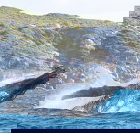 Jet Boat Whale Watching Safari from Dunsborough - Accommodation Directory