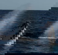 Perth Whale-Watching Cruise from Hillarys Boat Harbour - Accommodation Directory