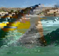Penguin and Seal Island Kayak Tour - Accommodation Directory