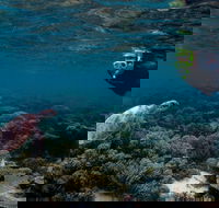 3 Night Ningaloo Reef Snorkel and Dive Getaway from Coral Bay - Accommodation Directory