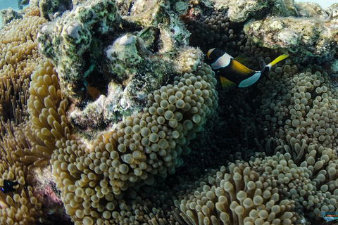 Muiron Island Dive & Snorkel Tour - Accommodation Directory 0