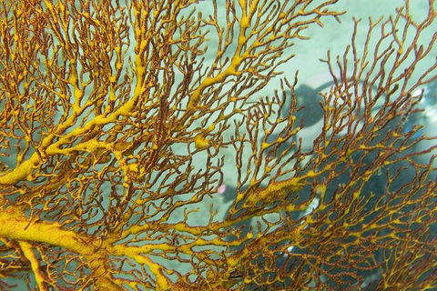 Muiron Island Dive & Snorkel Tour - Accommodation Directory 6