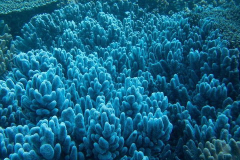 Muiron Island Dive & Snorkel Tour - Accommodation Directory 3